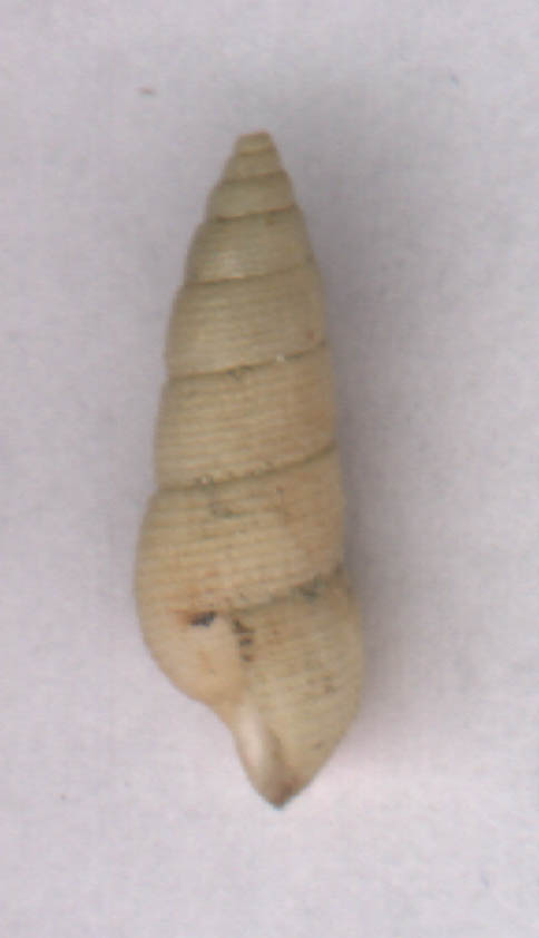 Euparthenia humboldti e Poromya granulata